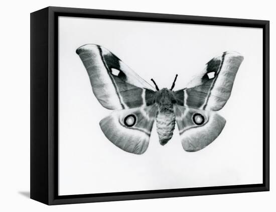 A Silkmoth, Bunaea Caffraria, at London Zoo, before 1930 (B/W Photo)-Frederick William Bond-Framed Premier Image Canvas