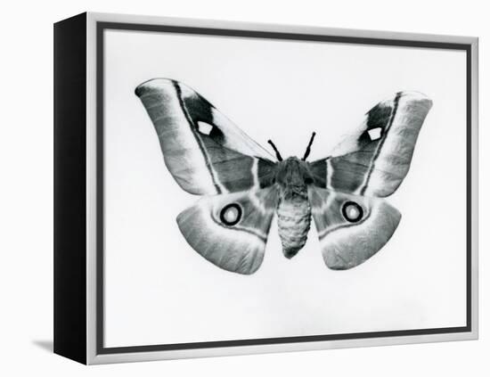 A Silkmoth, Bunaea Caffraria, at London Zoo, before 1930 (B/W Photo)-Frederick William Bond-Framed Premier Image Canvas