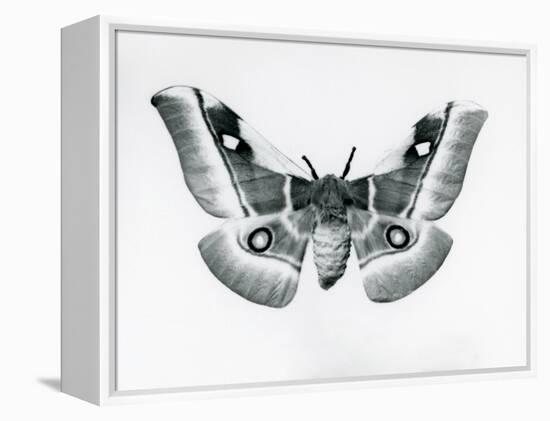 A Silkmoth, Bunaea Caffraria, at London Zoo, before 1930 (B/W Photo)-Frederick William Bond-Framed Premier Image Canvas