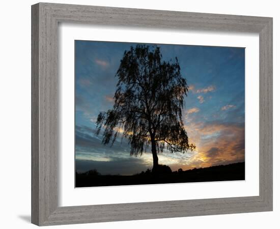 A Silver Birch, Betula Pendula, at Sunset-Alex Saberi-Framed Photographic Print