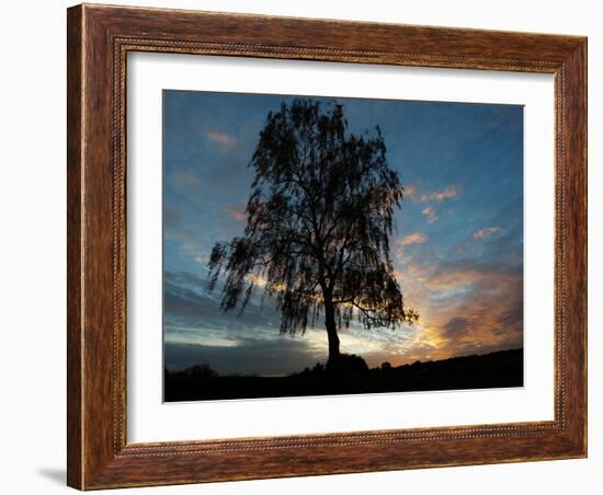 A Silver Birch, Betula Pendula, at Sunset-Alex Saberi-Framed Photographic Print