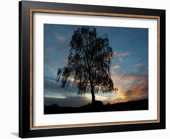 A Silver Birch, Betula Pendula, at Sunset-Alex Saberi-Framed Photographic Print