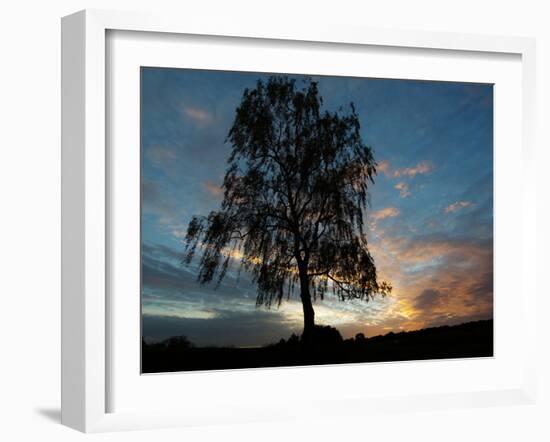 A Silver Birch, Betula Pendula, at Sunset-Alex Saberi-Framed Photographic Print