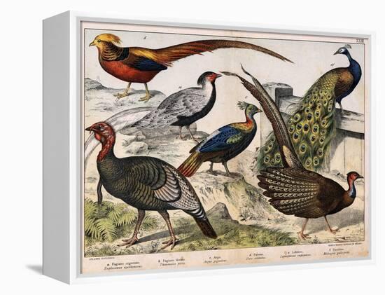 A: Silver Pheasant (Euplocamus Nycthemerus), B: Golden Pheasant (Thaumalea Picta), C: Majestic Phea-Unknown Artist-Framed Premier Image Canvas