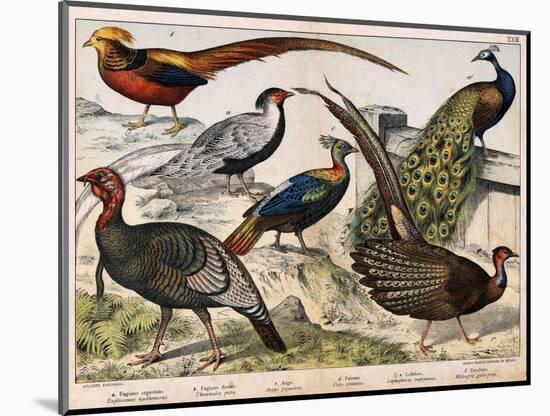 A: Silver Pheasant (Euplocamus Nycthemerus), B: Golden Pheasant (Thaumalea Picta), C: Majestic Phea-Unknown Artist-Mounted Giclee Print