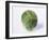 A Single Brussels Sprout-Cyndy Black-Framed Photographic Print