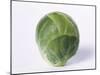 A Single Brussels Sprout-Cyndy Black-Mounted Photographic Print