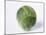 A Single Brussels Sprout-Cyndy Black-Mounted Photographic Print