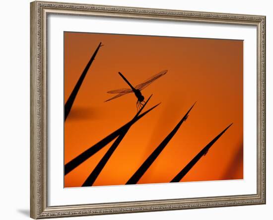 A Single Dragonfly Perched on a Leaf. Okavango Delta, Botswana.-Karine Aigner-Framed Photographic Print