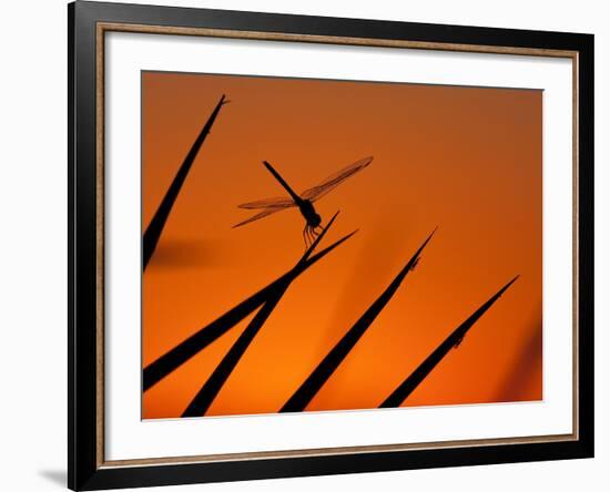 A Single Dragonfly Perched on a Leaf. Okavango Delta, Botswana.-Karine Aigner-Framed Photographic Print