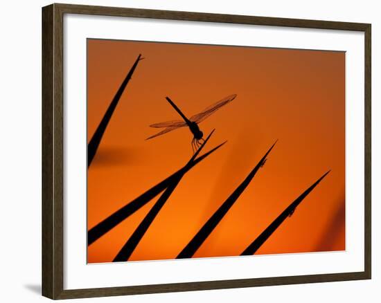 A Single Dragonfly Perched on a Leaf. Okavango Delta, Botswana.-Karine Aigner-Framed Photographic Print