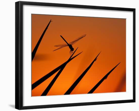 A Single Dragonfly Perched on a Leaf. Okavango Delta, Botswana.-Karine Aigner-Framed Photographic Print