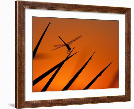 A Single Dragonfly Perched on a Leaf. Okavango Delta, Botswana.-Karine Aigner-Framed Photographic Print