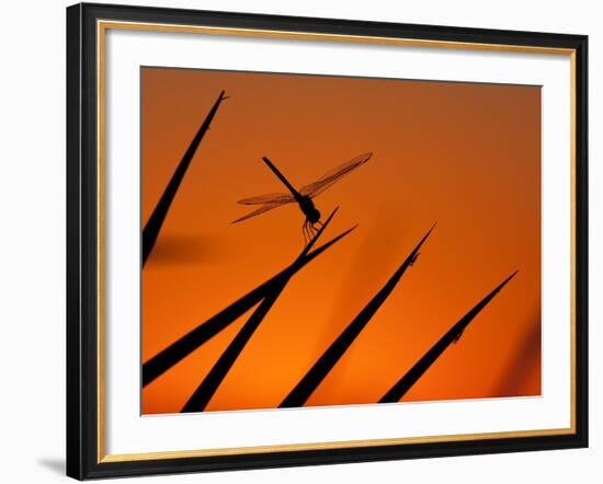 A Single Dragonfly Perched on a Leaf. Okavango Delta, Botswana.-Karine Aigner-Framed Photographic Print