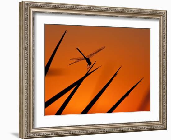 A Single Dragonfly Perched on a Leaf. Okavango Delta, Botswana.-Karine Aigner-Framed Photographic Print