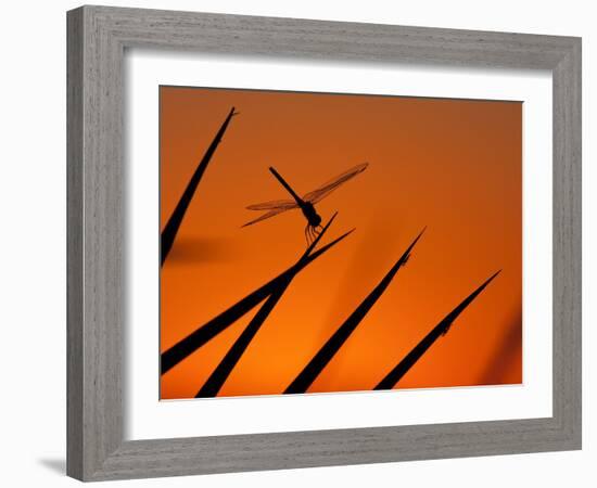 A Single Dragonfly Perched on a Leaf. Okavango Delta, Botswana.-Karine Aigner-Framed Photographic Print