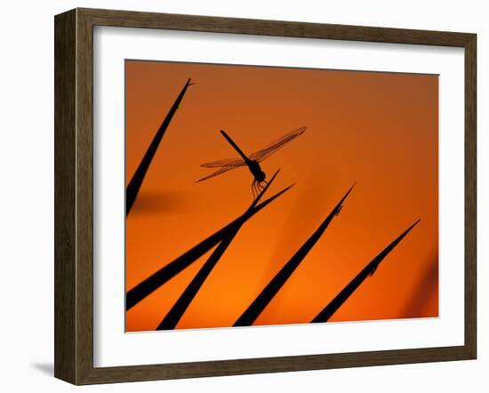 A Single Dragonfly Perched on a Leaf. Okavango Delta, Botswana.-Karine Aigner-Framed Photographic Print