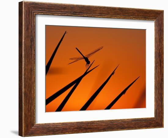 A Single Dragonfly Perched on a Leaf. Okavango Delta, Botswana.-Karine Aigner-Framed Photographic Print