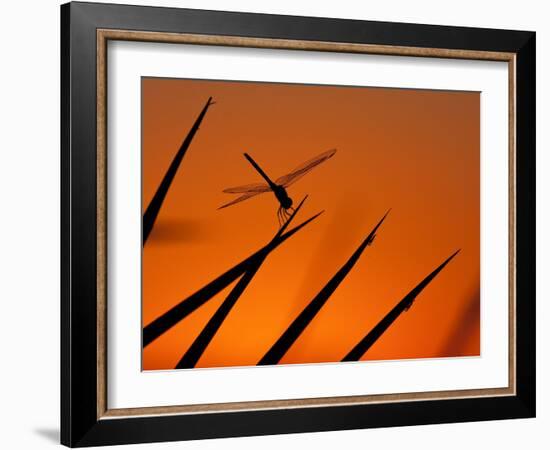 A Single Dragonfly Perched on a Leaf. Okavango Delta, Botswana.-Karine Aigner-Framed Photographic Print