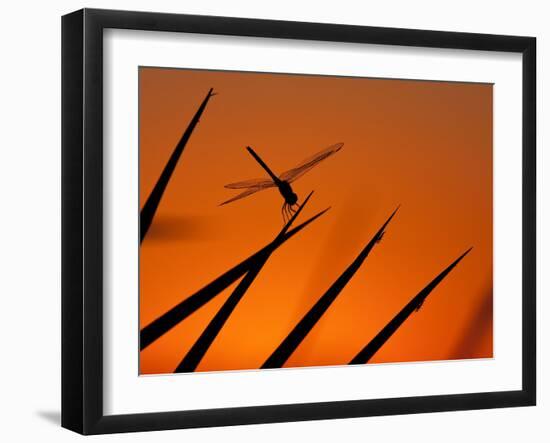 A Single Dragonfly Perched on a Leaf. Okavango Delta, Botswana.-Karine Aigner-Framed Photographic Print