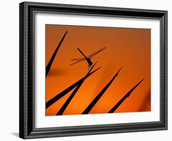 A Single Dragonfly Perched on a Leaf. Okavango Delta, Botswana.-Karine Aigner-Framed Photographic Print