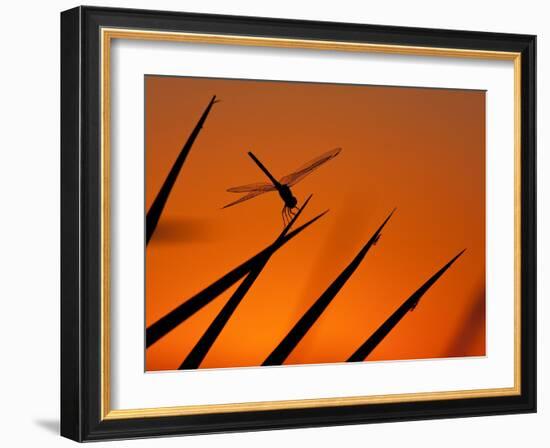 A Single Dragonfly Perched on a Leaf. Okavango Delta, Botswana.-Karine Aigner-Framed Photographic Print