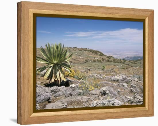 A Single Giant Lobelia, Bale Mountains, Southern Highlands, Ethiopia, Africa-Tony Waltham-Framed Premier Image Canvas