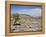 A Single Giant Lobelia, Bale Mountains, Southern Highlands, Ethiopia, Africa-Tony Waltham-Framed Premier Image Canvas