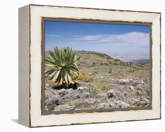 A Single Giant Lobelia, Bale Mountains, Southern Highlands, Ethiopia, Africa-Tony Waltham-Framed Premier Image Canvas