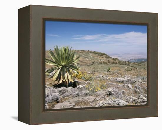 A Single Giant Lobelia, Bale Mountains, Southern Highlands, Ethiopia, Africa-Tony Waltham-Framed Premier Image Canvas