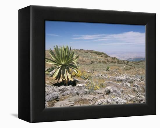 A Single Giant Lobelia, Bale Mountains, Southern Highlands, Ethiopia, Africa-Tony Waltham-Framed Premier Image Canvas