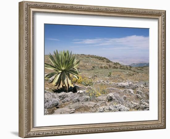 A Single Giant Lobelia, Bale Mountains, Southern Highlands, Ethiopia, Africa-Tony Waltham-Framed Photographic Print