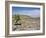 A Single Giant Lobelia, Bale Mountains, Southern Highlands, Ethiopia, Africa-Tony Waltham-Framed Photographic Print