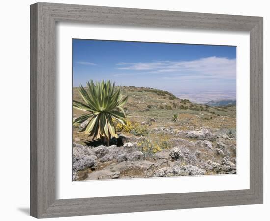 A Single Giant Lobelia, Bale Mountains, Southern Highlands, Ethiopia, Africa-Tony Waltham-Framed Photographic Print