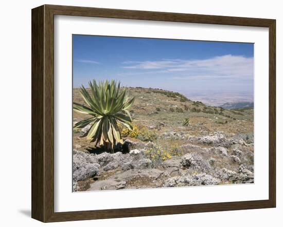 A Single Giant Lobelia, Bale Mountains, Southern Highlands, Ethiopia, Africa-Tony Waltham-Framed Photographic Print