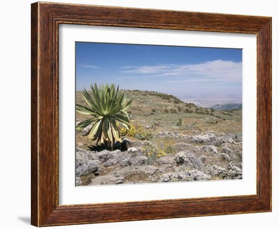 A Single Giant Lobelia, Bale Mountains, Southern Highlands, Ethiopia, Africa-Tony Waltham-Framed Photographic Print