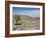 A Single Giant Lobelia, Bale Mountains, Southern Highlands, Ethiopia, Africa-Tony Waltham-Framed Photographic Print