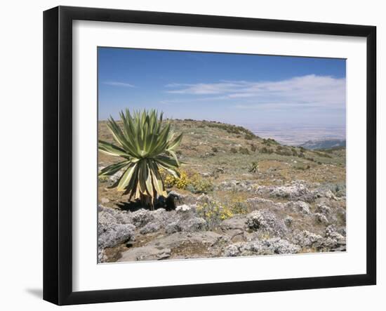 A Single Giant Lobelia, Bale Mountains, Southern Highlands, Ethiopia, Africa-Tony Waltham-Framed Photographic Print