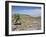 A Single Giant Lobelia, Bale Mountains, Southern Highlands, Ethiopia, Africa-Tony Waltham-Framed Photographic Print