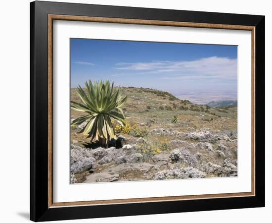 A Single Giant Lobelia, Bale Mountains, Southern Highlands, Ethiopia, Africa-Tony Waltham-Framed Photographic Print