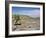 A Single Giant Lobelia, Bale Mountains, Southern Highlands, Ethiopia, Africa-Tony Waltham-Framed Photographic Print