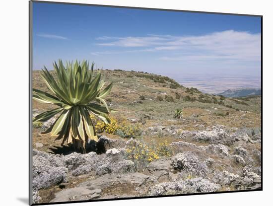 A Single Giant Lobelia, Bale Mountains, Southern Highlands, Ethiopia, Africa-Tony Waltham-Mounted Photographic Print