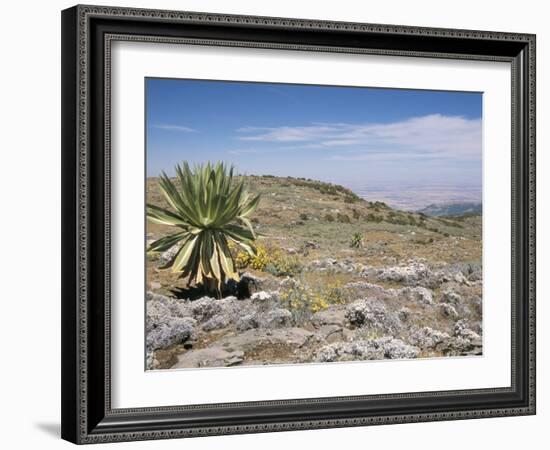 A Single Giant Lobelia, Bale Mountains, Southern Highlands, Ethiopia, Africa-Tony Waltham-Framed Photographic Print