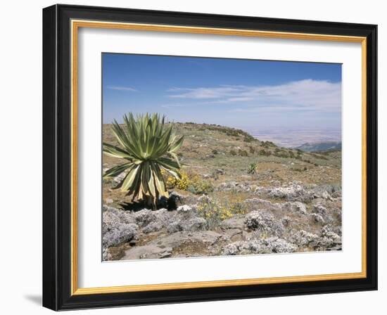 A Single Giant Lobelia, Bale Mountains, Southern Highlands, Ethiopia, Africa-Tony Waltham-Framed Photographic Print