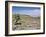 A Single Giant Lobelia, Bale Mountains, Southern Highlands, Ethiopia, Africa-Tony Waltham-Framed Photographic Print