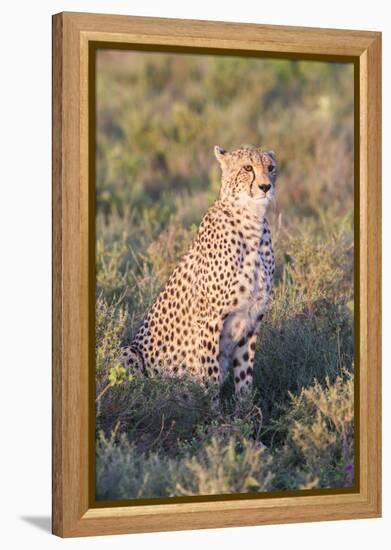A Single Male Cheetah Sittings in the Grass, Ngorongoro, Tanzania-James Heupel-Framed Premier Image Canvas