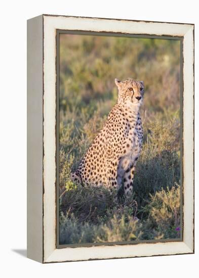 A Single Male Cheetah Sittings in the Grass, Ngorongoro, Tanzania-James Heupel-Framed Premier Image Canvas