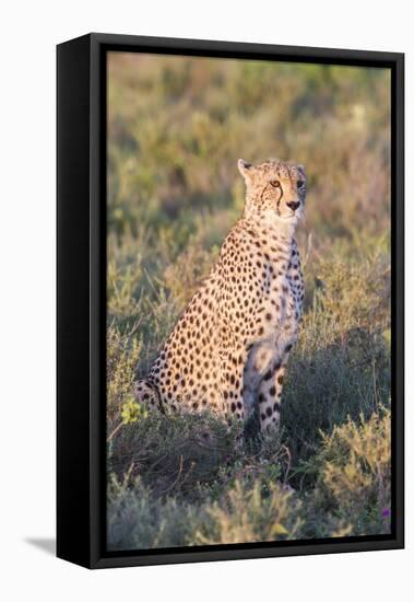 A Single Male Cheetah Sittings in the Grass, Ngorongoro, Tanzania-James Heupel-Framed Premier Image Canvas