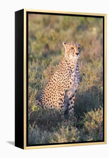 A Single Male Cheetah Sittings in the Grass, Ngorongoro, Tanzania-James Heupel-Framed Premier Image Canvas