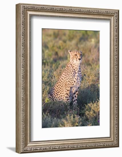 A Single Male Cheetah Sittings in the Grass, Ngorongoro, Tanzania-James Heupel-Framed Photographic Print